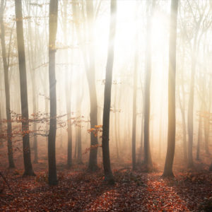 Dreams, Divination and Devotion: Exploring the ancient Druids of Britain and Gaul